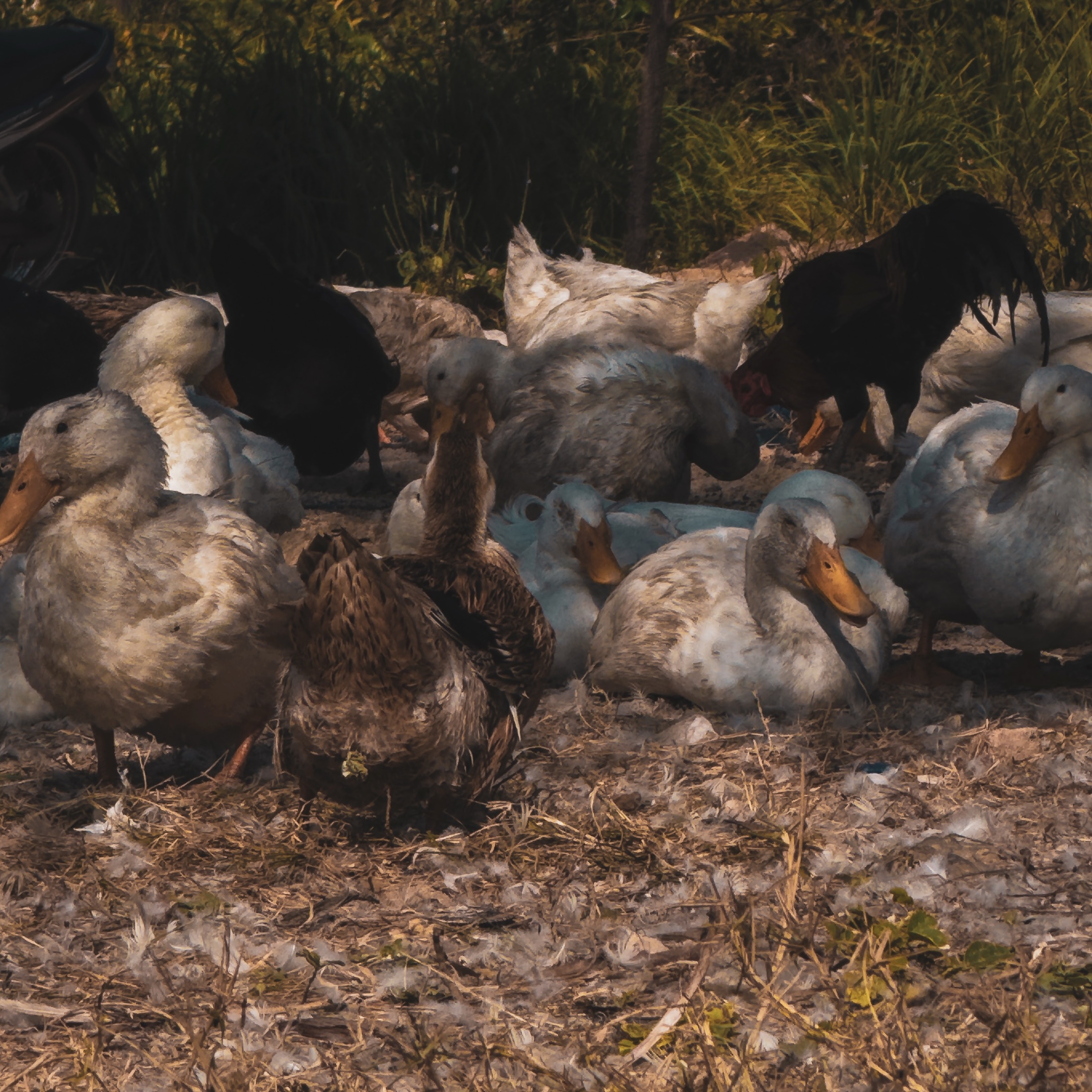 Geese huddled together on rough ground
